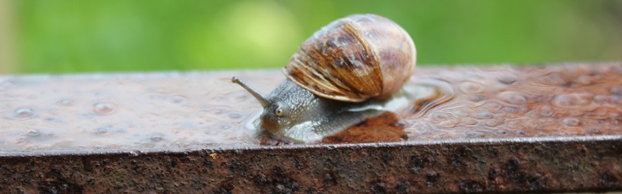 snail on fence, Ruth getting wet on her coastal walk, Cornwall