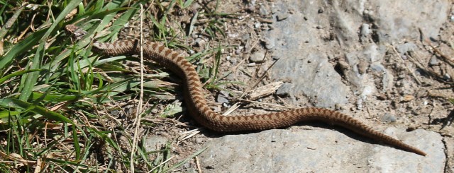  adder on South West Coast Path above Polperro, photograph by Ruth Livingstone
