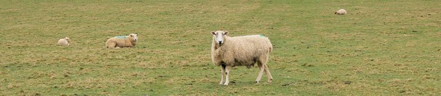 more sheep, Ruth's coastal walk along South West Coast Path