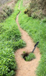 badger set, Ruth on her coastal walk, Cornwall