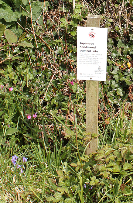 Japanese Knotweed control sign, Ruth walking the coast