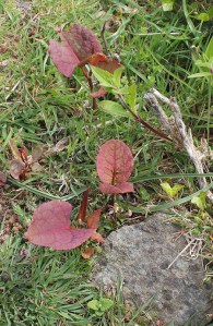 Japanese Knotweed on Ruth's coastal walk