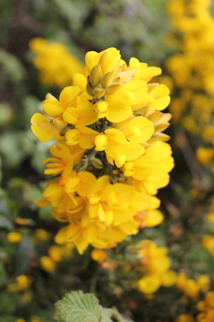 Gorse, Cornwall, Ruth's coast hike