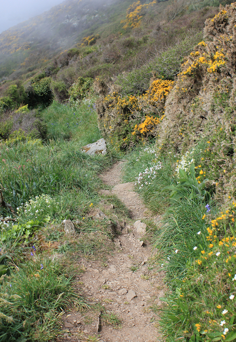 flowers along the South West Coast Path, Cornwall