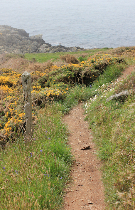 path through flowers, SW coast Path, Roseland Peninsula
