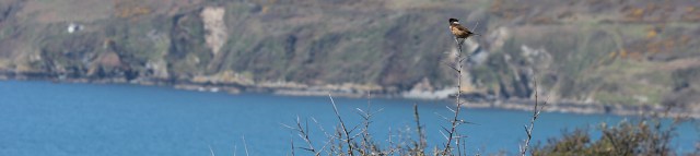 bird above Lantivet Bay, Ruth walking the South West Coast Path