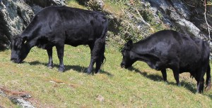 Bulls on Pencarrow Head, Ruth on the South West Coast Path, Cornwall