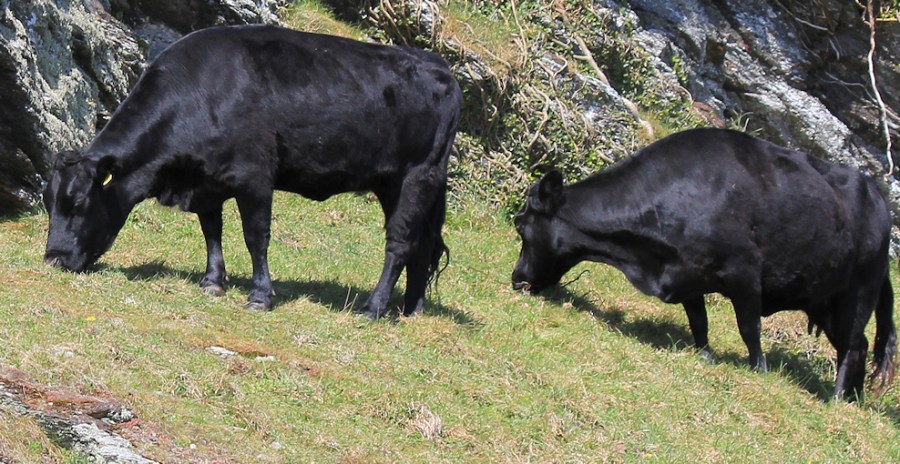 Bulls on Pencarrow Head, Ruth on the South West Coast Path, Cornwall