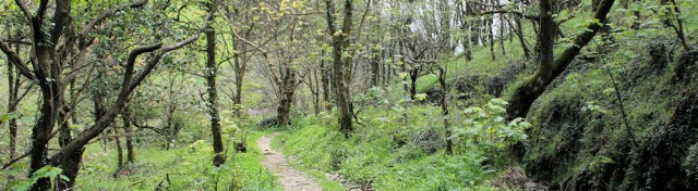 through woods, South West Coast Path, Ruth's coast walk