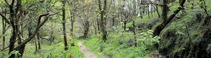 through woods, South West Coast Path, Ruth's coast walk