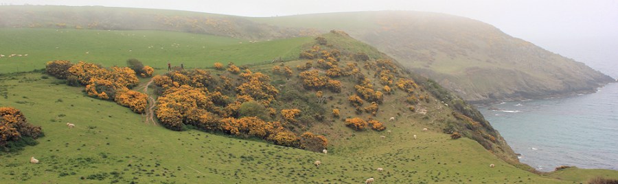sheep and gorse, Ruth's coastal walk, Nare Head