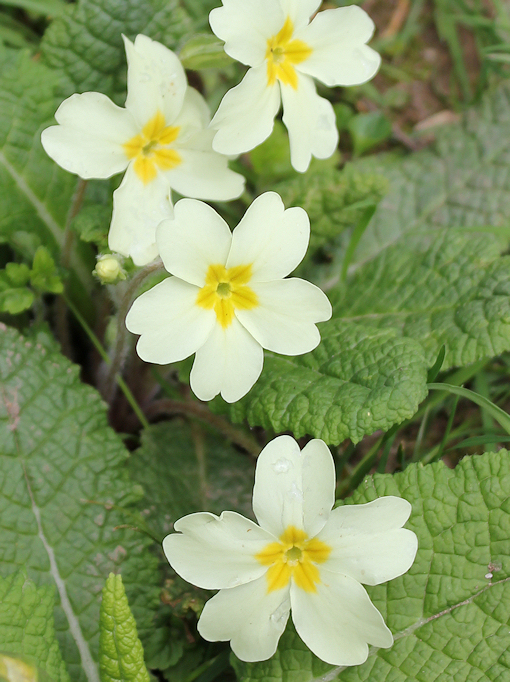 wood primroses, Ruth on her round the coast walk