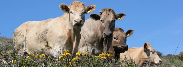 cows, near Hemmick Beach, Ruth walking in Cornwall