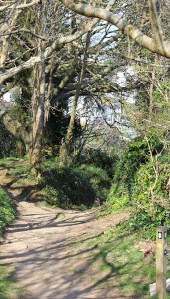 Ruth's coastal walk, walking through Covington Wood