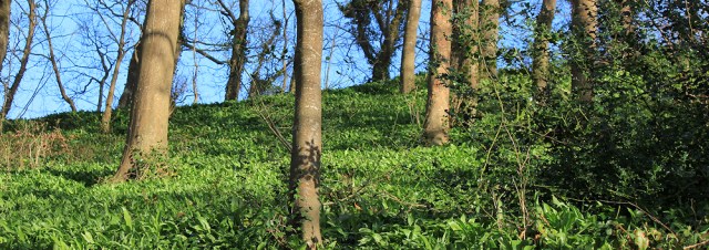 wooded walk into Polkerris, Ruth on South West Coast Path