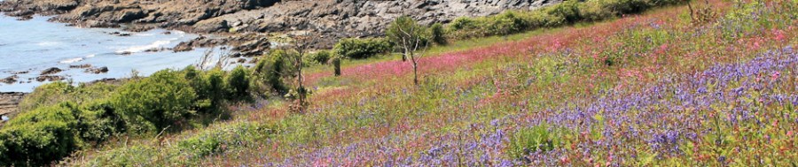 flowers along Treluggan Cliff - Ruth's coastal walk