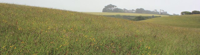 05 flower meadow, Ruth's coast walking, Cornwall