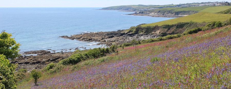 lowers along the walk, Ruth walking on Treluggan cliffs, Cornwall