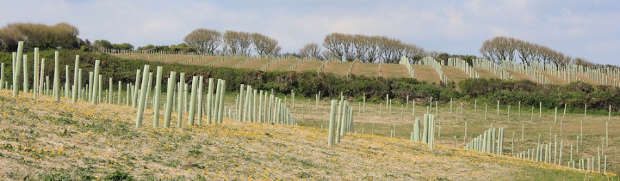 tree planting, Roseland Peninsula, Ruth walking the SW Coast Path