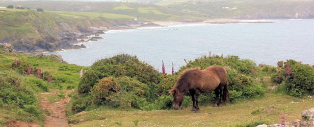 wild ponies on Enys Head, South West Coast Path, Ruth's walk