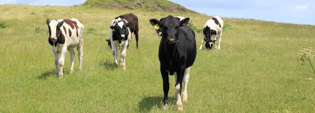 19 bullocks, on Lowland Point, Ruth's coast walking