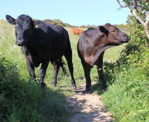22 Bullocks on Rosemullion Head - Ruth walking the South West Coast Path