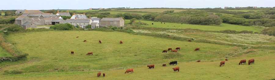 Predannack and fields of cattle, Ruth on her coastal walk