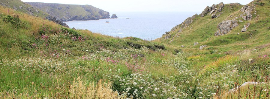 wild flowers on Predannack Head, Ruth's coastal walk