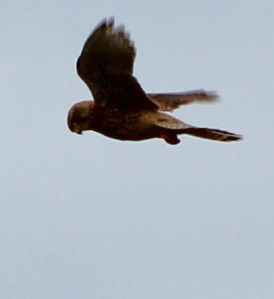 Kestrel, on SWCP, above Ruth