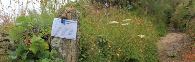 Exeter Uni cabbage study site, Ruth coast walking, Cornwall