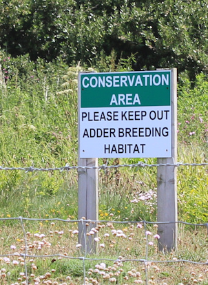 Adder breeding area, Ruth on the SWCP
