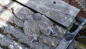 Baby seagulls, photograph by Ruth Livingstone