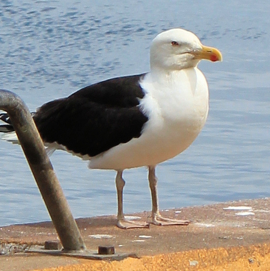 Gull. Photograph by Ruth Livingstone