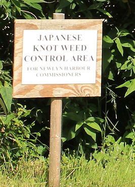 Japanese Knot Weed control. Ruth Livingstone walking the coast.