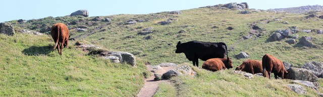 bulls on South West Coast Path, Ruth's coastal walking