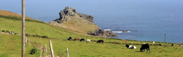 Gurnard's Head and cows