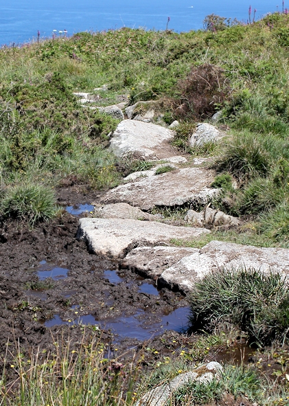Ruth, across heathland, SWCP, Ruth in Cornwall, Tregaminion Cliff