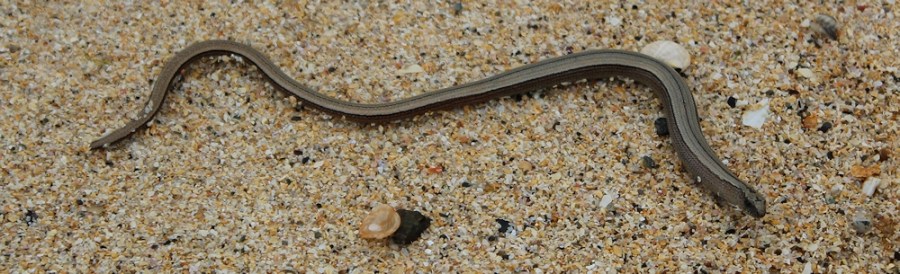 eel or slow worm, Ruth Livingstone, walking the coast