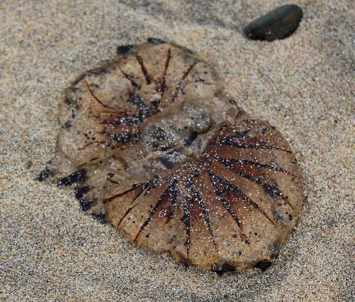 jelly fish, Ruth walking the coast, Cornwall