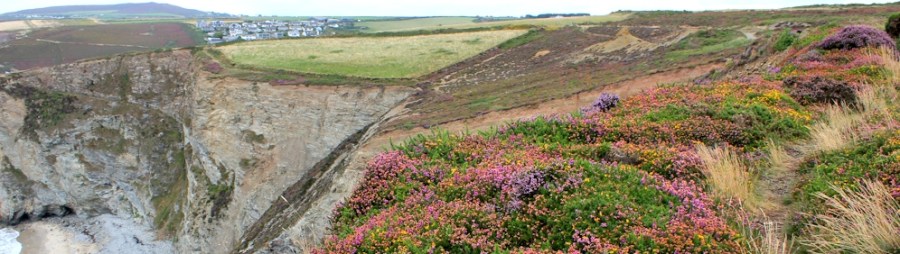 flowers on way to Porthtowan, Ruth walking the coast