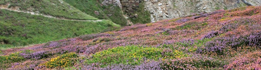 cliffs and flowers, Ruth walking the Cornwall coastline