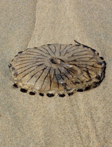 05b Jelly fish, Ruth on her coastal walk, Perran Beach