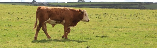09 Bull on coastal path, Ruth in Cornwall