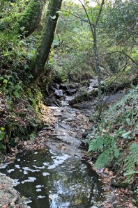 down through woods, SWCP, Ruth Livingstone