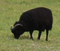 sheep with black wool, Willapark, Ruth