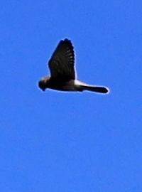 Kestrel, Ruth walking the coastal path, SWCP