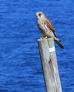 Kestrel again, Ruth Livingstone