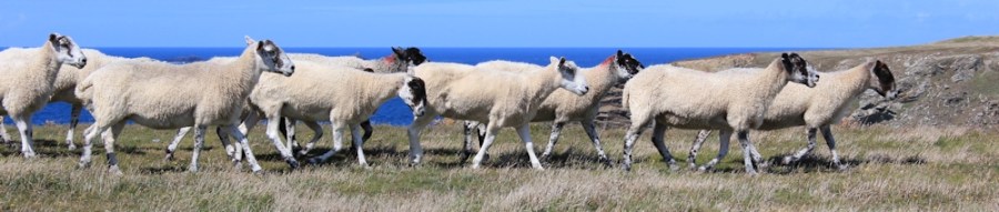 sheep, Ruth hiking along the South West Coast Path, North Cornwall