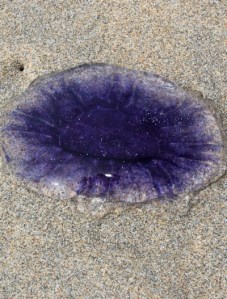 5c Jelly fish, Ruth walking the coast in Cornwall