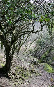  a bit of woodland, East Titchberry, Ruth walking the SW Coast Path, Devon
